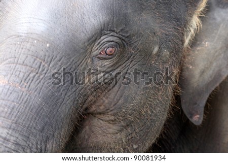 Close up of elephant face
