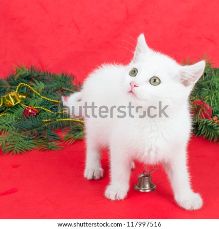 White kitty with Christmas decoration on red background