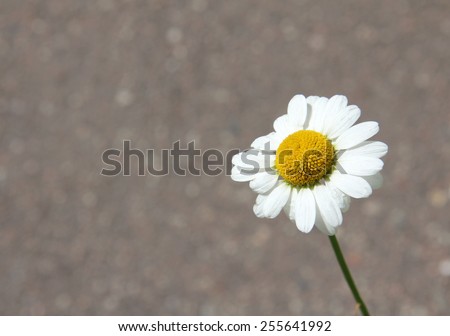wildflowers are very fond of basking in the sun/lonely daisy