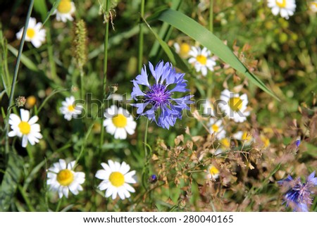 healing chamomile flowers and cornflower in the forest/Chamomile and cornflower
