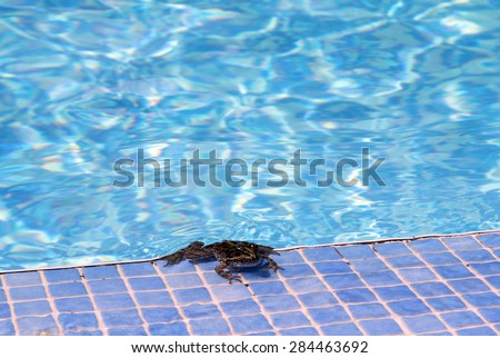 Happy fun toad resting at the pool soaking up the sun/Happy Happy Holidays