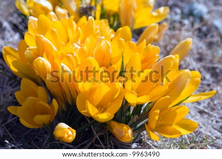 Yellow primroses on spring sun close-up