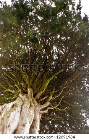 interesting organic background from a different perspective on a tree with tangled web-like branches and foliage