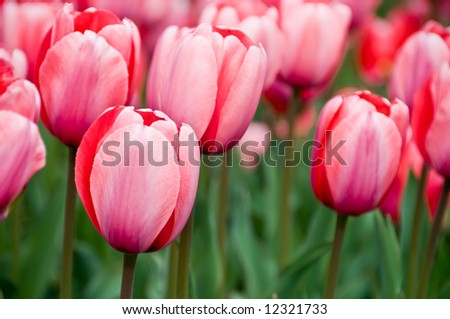 vivid beautiful red tulip garden perfect as a floral background