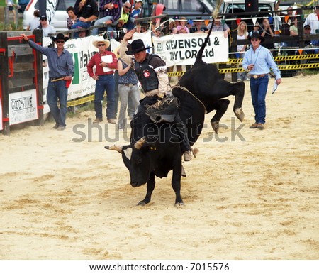 Big Black bull with a cowboy on his back