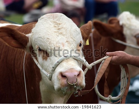 Polled Hereford Bull with Rope Halter & nose ring