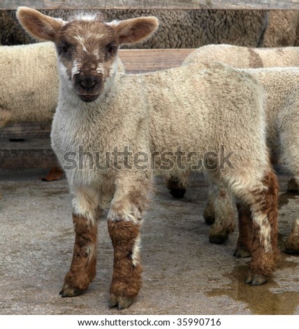 White Lamb with contrasting brown face and legs