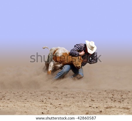 Cowboy Wrestling a Texas Longhorn Steer with clipping path