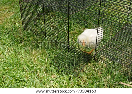 Baby fluffy chicken in cage looking through open door and preparing to escape