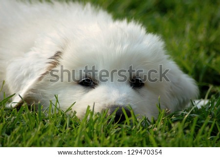 GREAT pyrenees