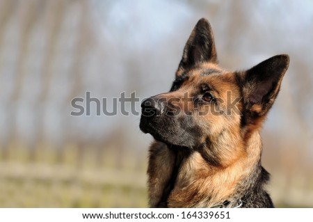 Head of the german shepherd dog