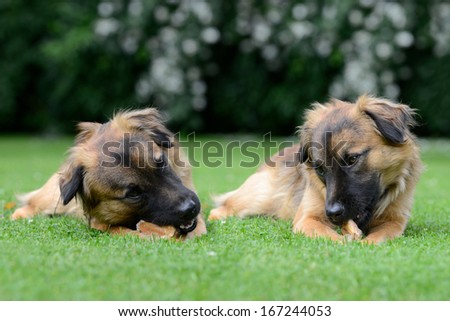 two dog eat a bone