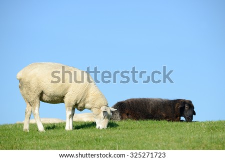 black  sheep and white sheep