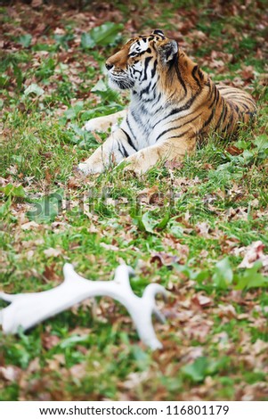 Siberian tiger lays on the grass relaxed. Wild animal in nature.