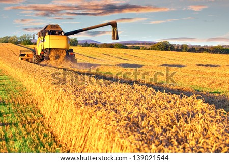 Harvesting combine cropping cereal field lit by autumn sun