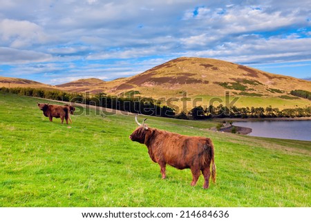 Highland angus cow grazing green grass on a farm grassland