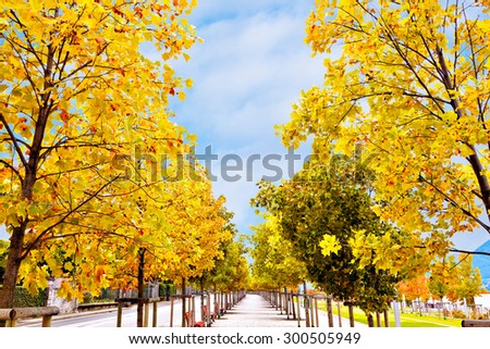 Empty city pedestrian sidewalk pavement with colorful autumn foliage on the trees in city park