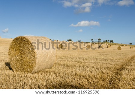 Bales of hay / Rolled bales of hay in  hayfield on a sunny day