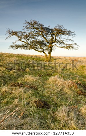Single tree / Single winter tree on the moorland of Simonside Hills in Northumberland National Park