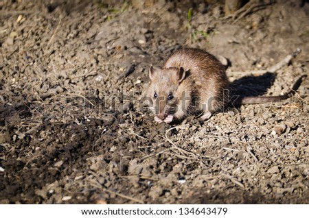 Brown rat / Brown rat eating scraps from the soil