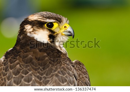 Falcon / Portrait of Peregrine Falcon (falco peregrinus) from behind