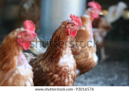 Similar – Image, Stock Photo Easter dinner Food