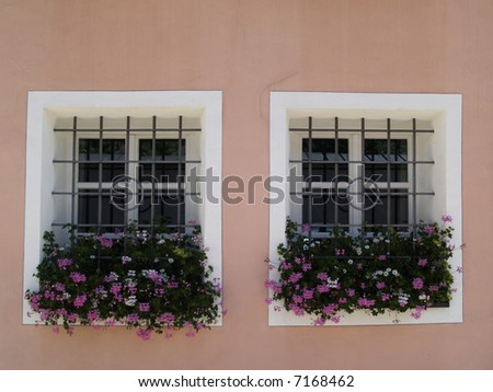 Two windows and pretty pink wall and pink flowers