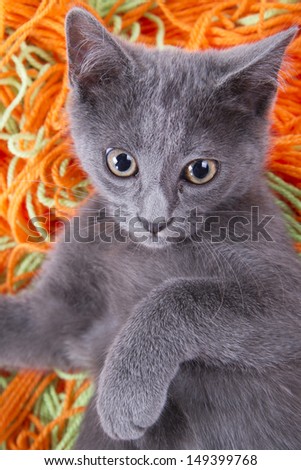 Little Cat Playing With a Ball Of Wool