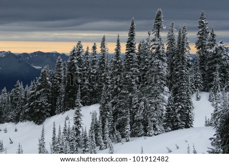 Landscape style photo showing snow,snow covered trees,and a very dark gray sky. / Mt Rainier 6 / Freshly fallen snow, dark sky, and a peek of the sunrise.