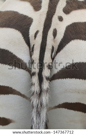 backside of a zebra
