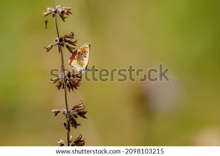 A sooty copper butterfly on a meadow Foto stock © 