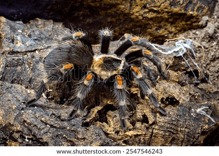 Similar – Image, Stock Photo Insect on hairy knee. To sting or not to sting, that is the question here.