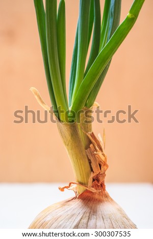 Healthy edible plant. Onion bulb with chives fresh sprout, vegetable food new green burgeons grow in home.