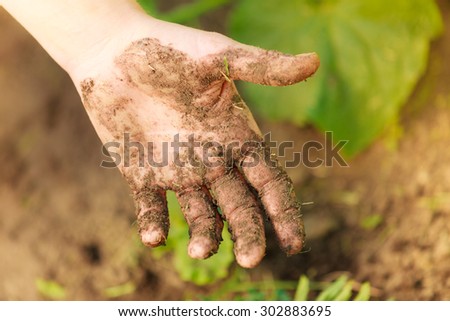 Summer work in the garden. Woman replanting marigold flowers plants showing dirty hands outdoor