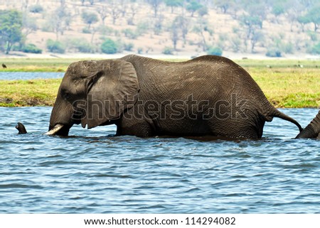 An elephant walking through the River Zambezi in the Chobe National Park in Botswana