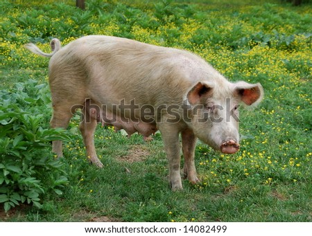 Female pig on a green meadow with flowers