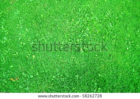 Short cut green grass viewed from above