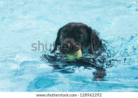 Dog plays in the swimming pool