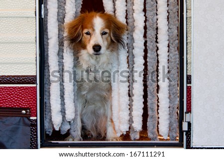 Dog in caravan