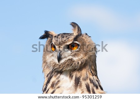 Owl looking in the blue sky
