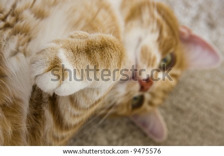 A ginger tabby cat lounging -- sharp focus on its front paw.