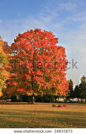 Big Colorful Backyard Maple Tree under Blue Sky