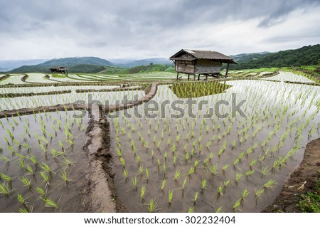 Green Terraced Rice Field in Pa Pong Pieng in raining season, Mae Chaem, Chiang Mai, Thailand