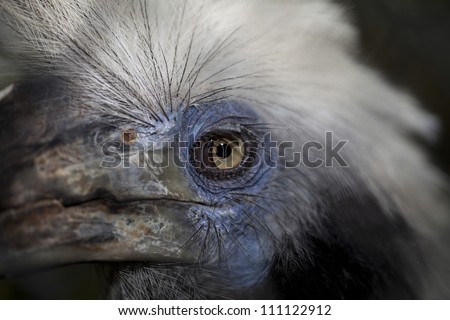Bird eye close up