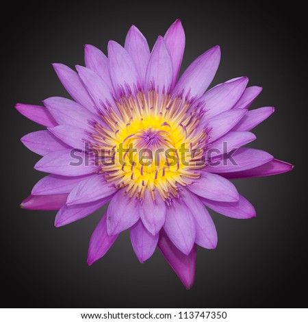 Violet lily isolated on the black background