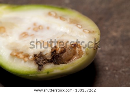 Worm in non-toxic eggplant fruit
