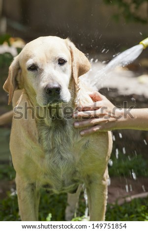 Dog bathing with soap and water