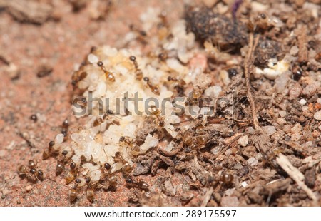 Ant moving pupa by teamwork