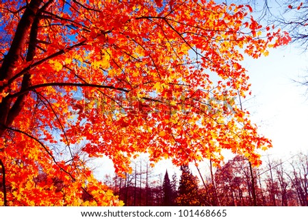 Trees of Yellow Fall Wallpaper