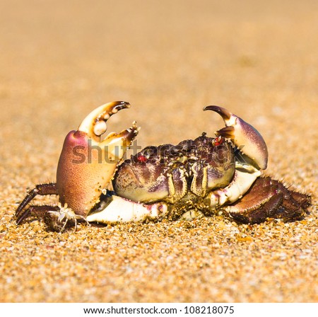 Funny Crab Cute Animal